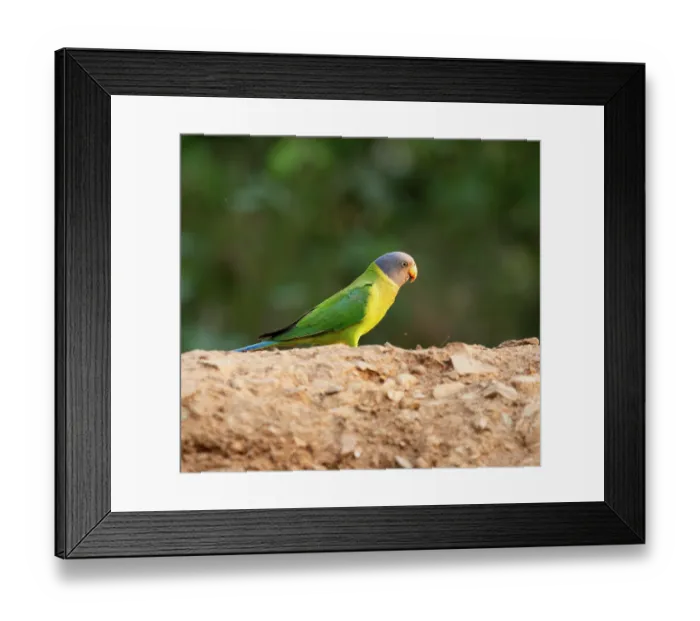 Framed Print : Plum-headed parakeet (Psittacula cyanocephala) female, perched on branch, Sattal, Uttarakhand, India