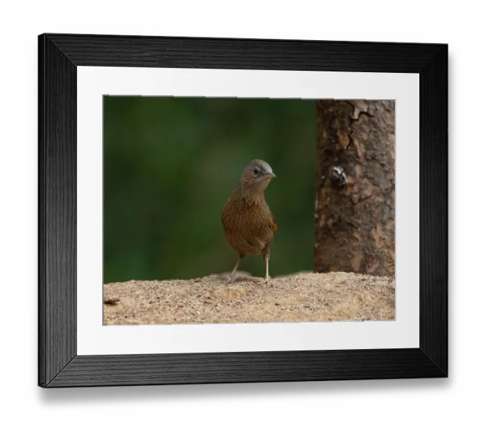 Framed Print : Streaked laughingthrush (Trochalopteron lineatum) portrait, Sattal, Uttarakhand, India Framed Print : Streaked laughingthrush (Trochalopteron lineatum) portrait, Sattal, Uttarakhand, India