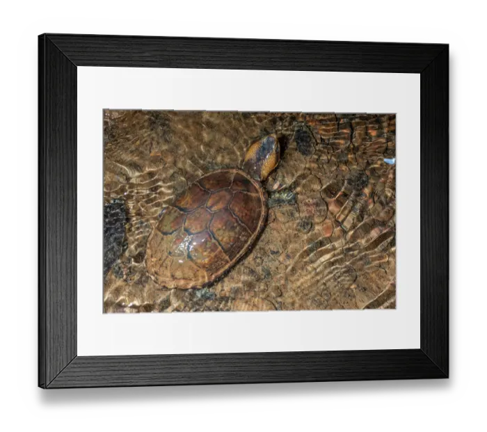 Framed Print : White-lipped mud turtle (Kinosternon leucostomum) in stream, Burbayar Lodge, Panama Framed Print : White-lipped mud turtle (Kinosternon leucostomum) in stream, Burbayar Lodge, Panama