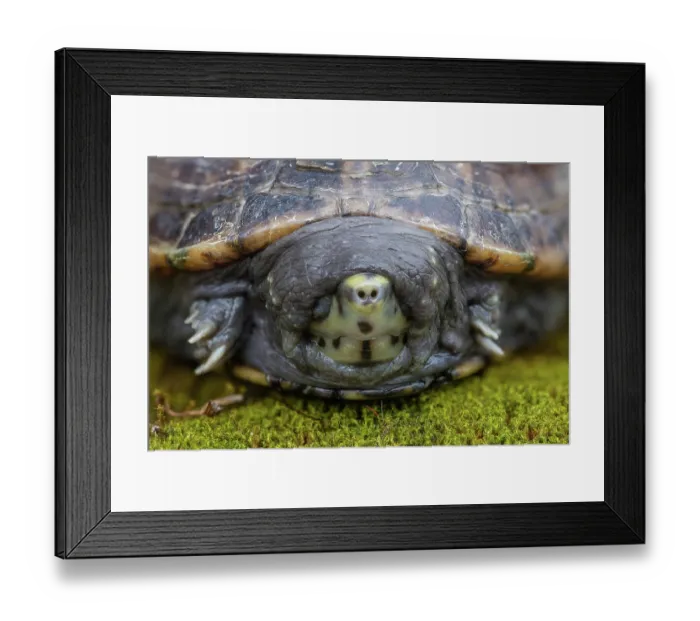 Framed Print : Striped mud turtle (Kinosternon baurii) head portrait, south east USA. Captive Framed Print : Striped mud turtle (Kinosternon baurii) head portrait, south east USA. Captive