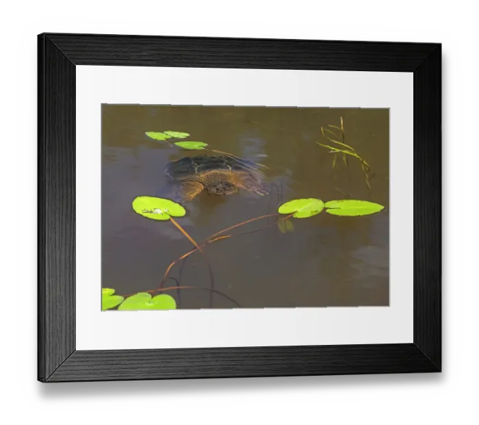 Framed Print : Common snapping turtle (Chelydra serpentina) swimming in pond. Acadia National Park, Maine, USA. August Framed Print : Common snapping turtle (Chelydra serpentina) swimming in pond. Acadia National Park, Maine, USA. August