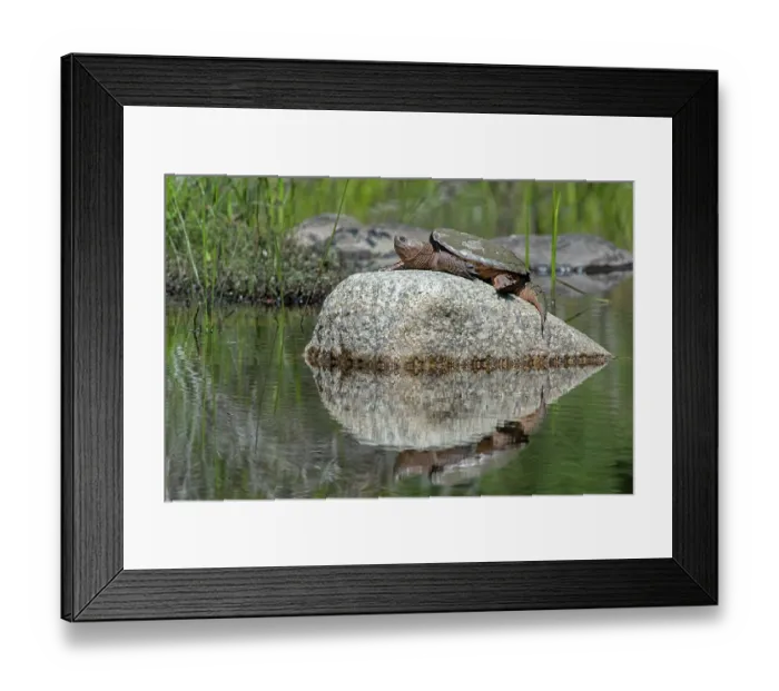 Framed Print : Common snapping turtle (Chelydra serpentina) basking on a rock, Acadia National Park, Maine, USA. July Framed Print : Common snapping turtle (Chelydra serpentina) basking on a rock, Acadia National Park, Maine, USA. July