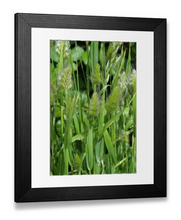 Framed Print : Rough dog's-tail (Cynosurus echinatus), St Mary's, Isles of Scilly, UK. May