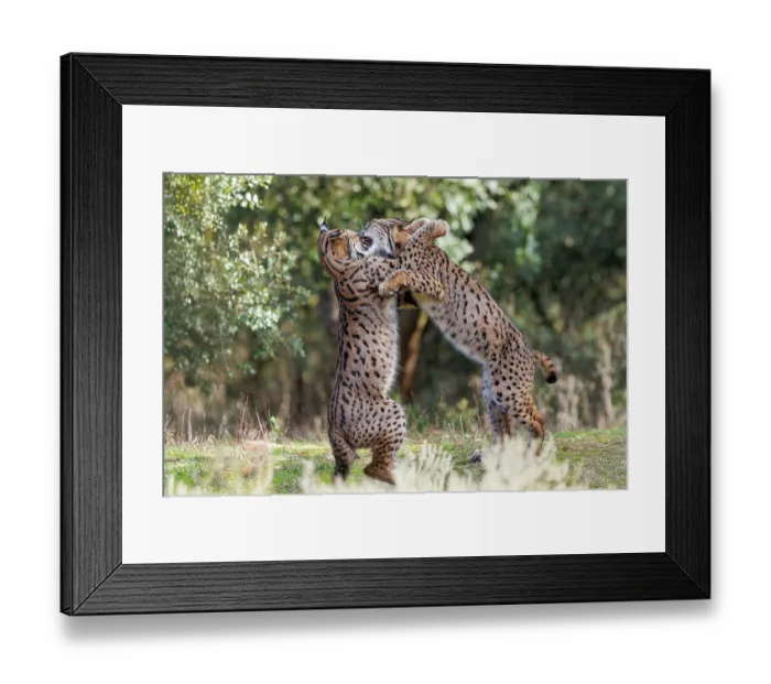Framed Print : Two Iberian lynx (Lynx pardinus) juveniles playfighting, Castilla-La Mancha, Spain. November Framed Print : Two Iberian lynx (Lynx pardinus) juveniles playfighting, Castilla-La Mancha, Spain. November