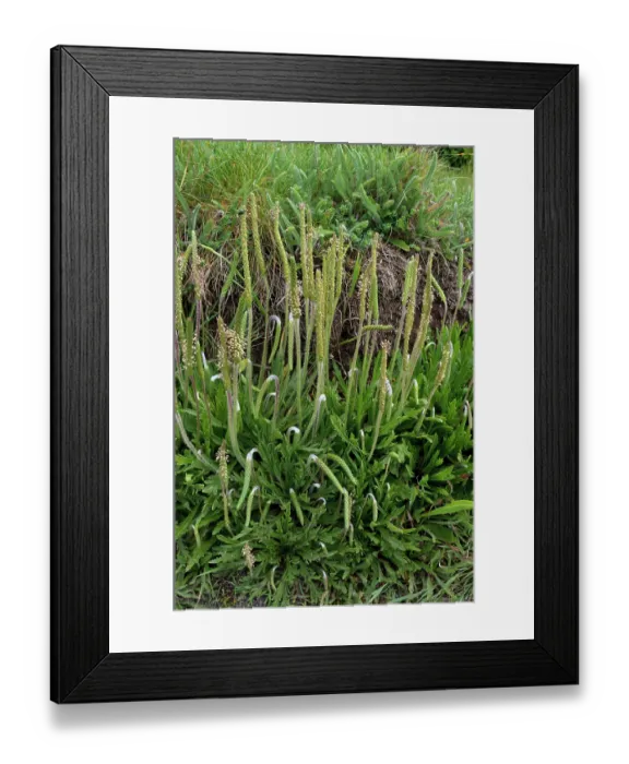 Framed Print : Buck's-horn plantain (Plantago coronopus) in flower, St Mary's, Isles of Scilly, UK. May Framed Print : Buck's-horn plantain (Plantago coronopus) in flower, St Mary's, Isles of Scilly, UK. May