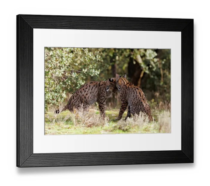 Framed Print : Two Iberian lynx (Lynx pardinus) juveniles playfighting, Castilla-La Mancha, Spain. November Framed Print : Two Iberian lynx (Lynx pardinus) juveniles playfighting, Castilla-La Mancha, Spain. November
