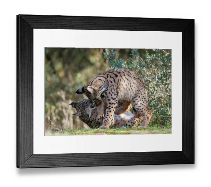 Framed Print : Two Iberian lynx (Lynx pardinus) juveniles playfighting, Castilla-La Mancha, Spain. November Framed Print : Two Iberian lynx (Lynx pardinus) juveniles playfighting, Castilla-La Mancha, Spain. November