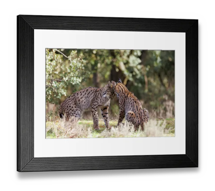 Framed Print : Two Iberian lynx (Lynx pardinus) juveniles playfighting, Castilla-La Mancha, Spain. November Framed Print : Two Iberian lynx (Lynx pardinus) juveniles playfighting, Castilla-La Mancha, Spain. November