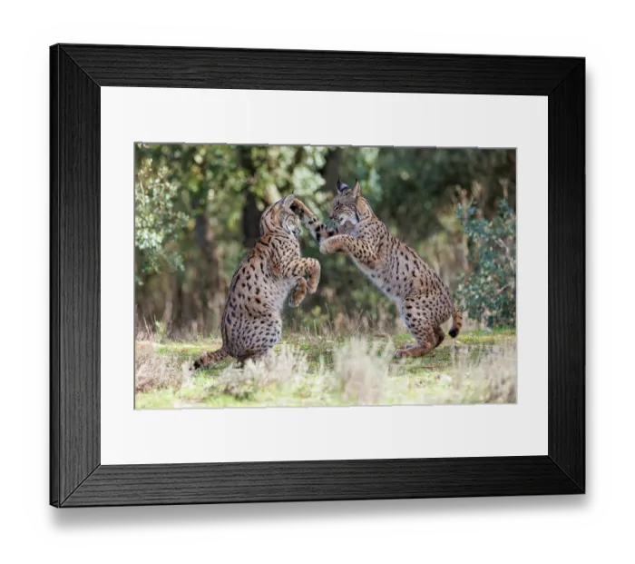 Framed Print : Two Iberian lynx (Lynx pardinus) juveniles playfighting, Castilla-La Mancha, Spain. November Framed Print : Two Iberian lynx (Lynx pardinus) juveniles playfighting, Castilla-La Mancha, Spain. November