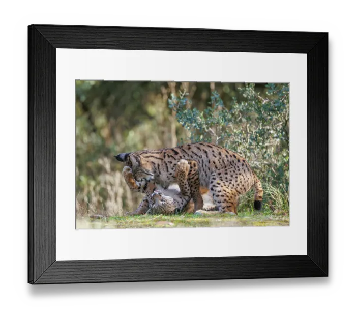 Framed Print : Two Iberian lynx (Lynx pardinus) juveniles playfighting, Castilla-La Mancha, Spain. November Framed Print : Two Iberian lynx (Lynx pardinus) juveniles playfighting, Castilla-La Mancha, Spain. November