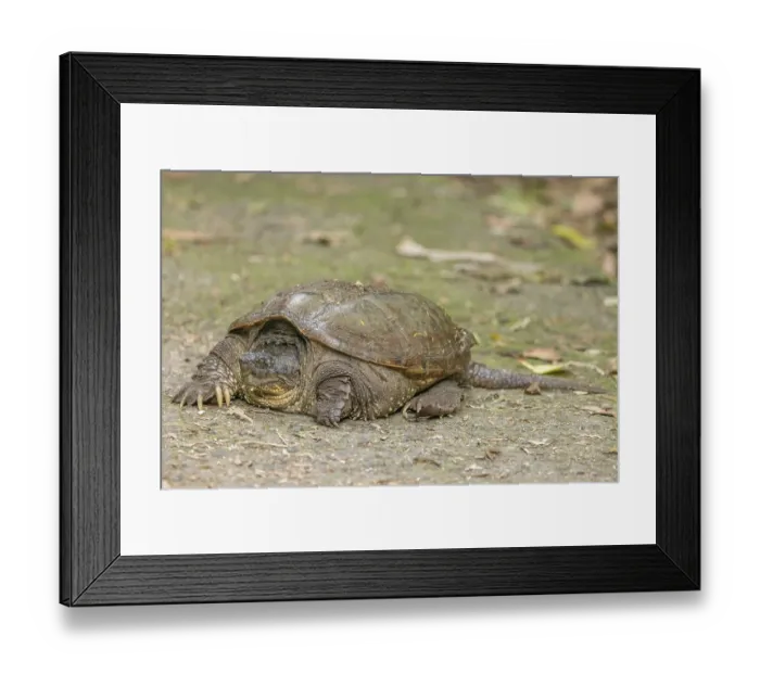 Framed Print : South American snapping turtle (Chelydra acutirostris) portrait, La Selva Biological Station, Costa Rica Framed Print : South American snapping turtle (Chelydra acutirostris) portrait, La Selva Biological Station, Costa Rica