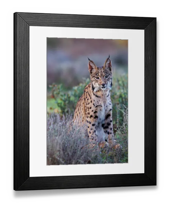 Framed Print : RF - Iberian lynx (Lynx pardinus) portrait, Castilla-La Mancha, Spain. November. (This image may be licensed either as rights managed or royalty free.) Framed Print : RF - Iberian lynx (Lynx pardinus) portrait, Castilla-La Mancha, Spain. November. (This image may be licensed either as rights managed or royalty free.)