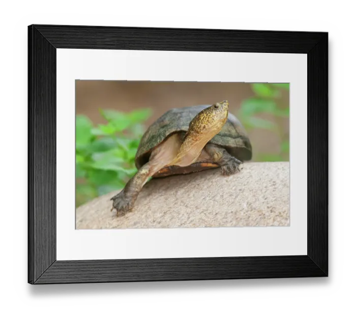 Framed Print : Mexican mud turtle (Kinosternon integrum) portrait, Maria Madre Island, Islas Marias Biosphere Reserve, Mexico. Captive Framed Print : Mexican mud turtle (Kinosternon integrum) portrait, Maria Madre Island, Islas Marias Biosphere Reserve, Mexico. Captive