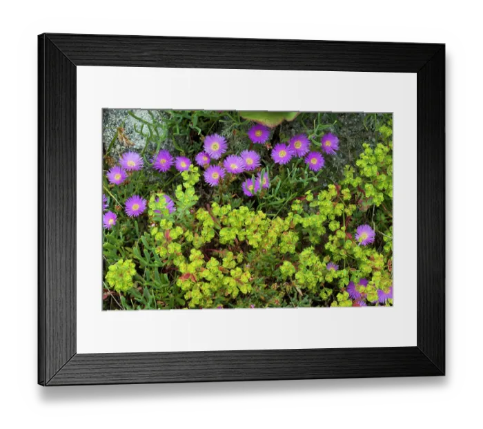 Framed Print : Shrubby dewplant (Ruschia caroli) in flower with Portland spurge (Euphorbia portlandica) on a wall, St Mary's, Isles of Scilly, UK. May Framed Print : Shrubby dewplant (Ruschia caroli) in flower with Portland spurge (Euphorbia portlandica) on a wall, St Mary's, Isles of Scilly, UK. May