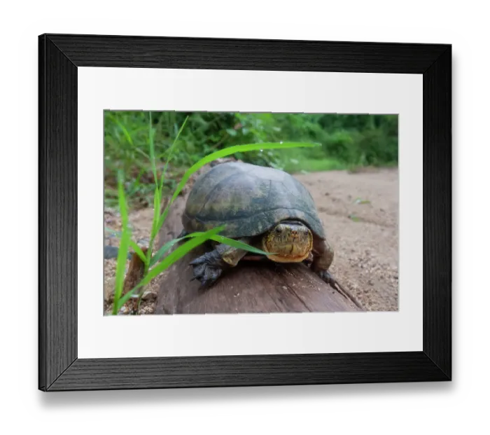 Framed Print : Mexican mud turtle (Kinosternon integrum) portrait, Maria Madre Island, Islas Marias Biosphere Reserve, Mexico. Captive Framed Print : Mexican mud turtle (Kinosternon integrum) portrait, Maria Madre Island, Islas Marias Biosphere Reserve, Mexico. Captive
