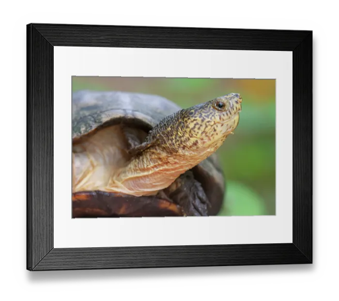 Framed Print : Mexican mud turtle (Kinosternon integrum) head portrait, Maria Madre Island, Islas Marias Biosphere Reserve, Mexico. Controlled conditions Framed Print : Mexican mud turtle (Kinosternon integrum) head portrait, Maria Madre Island, Islas Marias Biosphere Reserve, Mexico. Controlled conditions