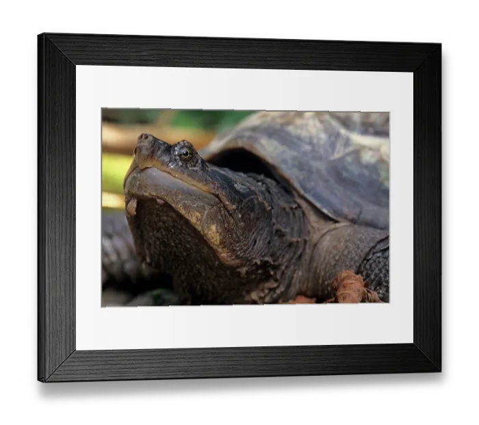 Framed Print : Snapping turtle (Chelydra serpentina) head portrait, Lacandon Rainforest, Montes Azules Biosphere Reserve, Mexico Framed Print : Snapping turtle (Chelydra serpentina) head portrait, Lacandon Rainforest, Montes Azules Biosphere Reserve, Mexico