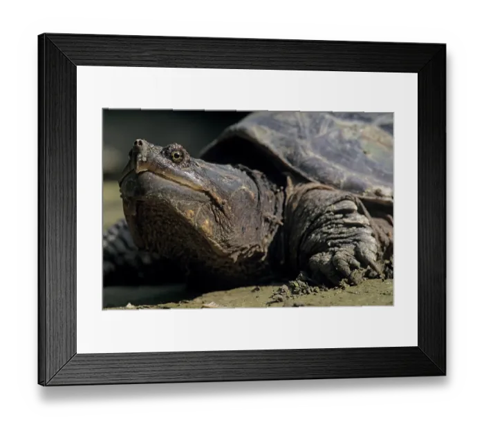 Framed Print : Snapping turtle (Chelydra serpentina) head portrait, Lacandon Rainforest, Montes Azules Biosphere Reserve, Mexico Framed Print : Snapping turtle (Chelydra serpentina) head portrait, Lacandon Rainforest, Montes Azules Biosphere Reserve, Mexico