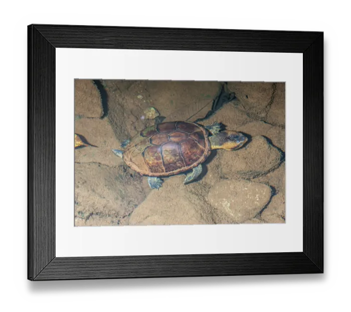 Framed Print : White-lipped mud turtle (Kinosternon leucostomum) resting on riverbed, Burbayar Lodge, Panama Framed Print : White-lipped mud turtle (Kinosternon leucostomum) resting on riverbed, Burbayar Lodge, Panama