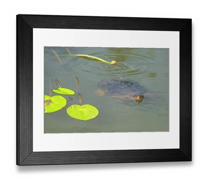 Framed Print : Common snapping turtle (Chelydra serpentina) swimming in pond. Acadia National Park, Maine, USA. August Framed Print : Common snapping turtle (Chelydra serpentina) swimming in pond. Acadia National Park, Maine, USA. August