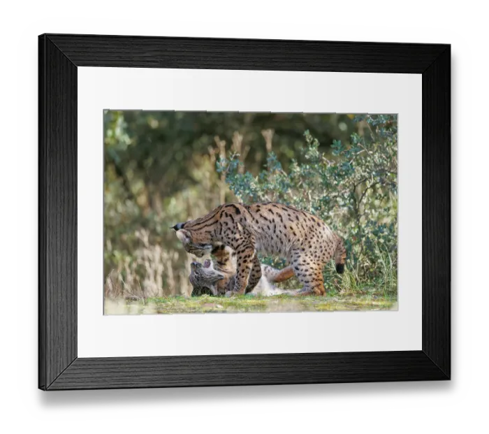 Framed Print : Two Iberian lynx (Lynx pardinus) juveniles playfighting, Castilla-La Mancha, Spain. November