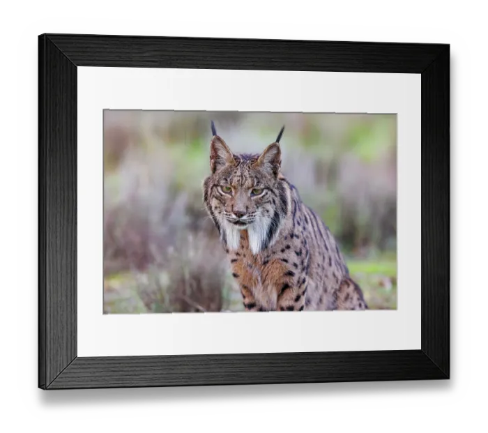 Framed Print : RF - Iberian lynx (Lynx pardinus) portrait, Castilla-La Mancha, Spain. November. (This image may be licensed either as rights managed or royalty free.) Framed Print : RF - Iberian lynx (Lynx pardinus) portrait, Castilla-La Mancha, Spain. November. (This image may be licensed either as rights managed or royalty free.)