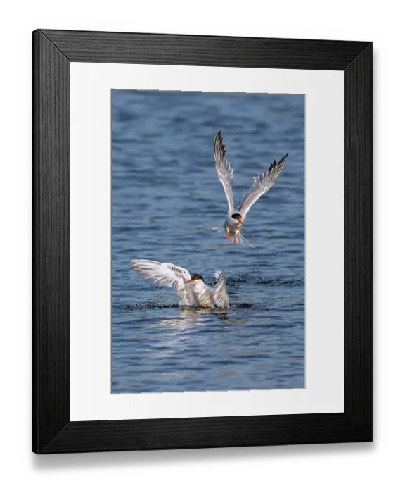 Framed Print : Two Common terns (Sterna hirundo) splashing in freshwater lake to clean feathers, Zeeland, Netherlands. August Framed Print : Two Common terns (Sterna hirundo) splashing in freshwater lake to clean feathers, Zeeland, Netherlands. August