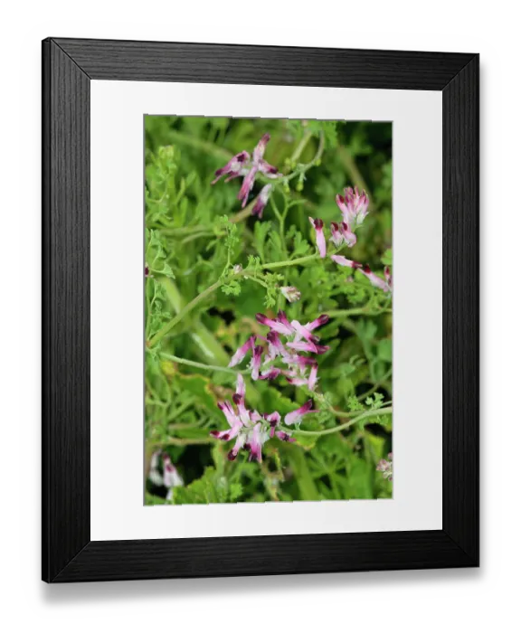Framed Print : Common ramping-fumitory (Fumaria muralis boraei) in flower, Bryher, Isles of Scilly, UK. May Framed Print : Common ramping-fumitory (Fumaria muralis boraei) in flower, Bryher, Isles of Scilly, UK. May