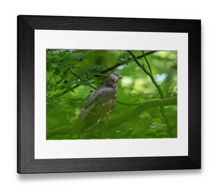 Framed Print : European honey buzzard (Pernis apivorus) female, perched in tree in deciduous forest, Germany. June Framed Print : European honey buzzard (Pernis apivorus) female, perched in tree in deciduous forest, Germany. June