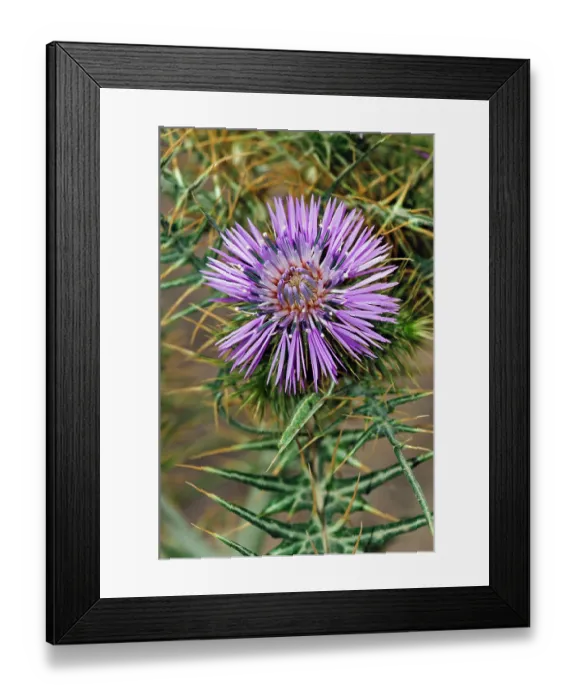 Framed Print : Purple milk thistle (Galactites tomentosa) in flower, Arta to Capdepera, Majorca, Balearic Islands. April Framed Print : Purple milk thistle (Galactites tomentosa) in flower, Arta to Capdepera, Majorca, Balearic Islands. April