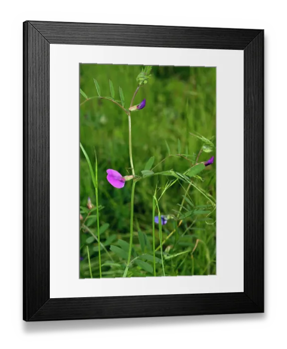 Framed Print : Narrow-leaved vetch (Vicia sativa nigra) in flower, Bromley, Kent, UK. April Framed Print : Narrow-leaved vetch (Vicia sativa nigra) in flower, Bromley, Kent, UK. April