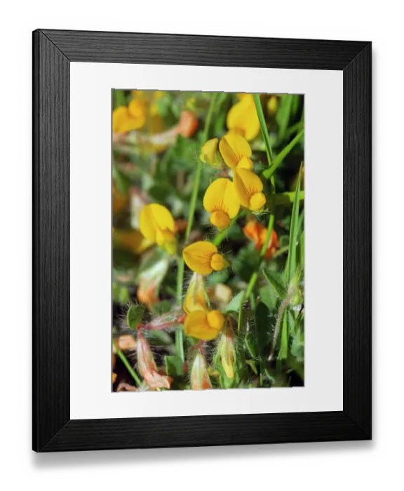 Framed Print : Hairy bird's-foot-trefoil (Lotus subbiflorus) in flower, Tresco, Isles of Scilly, UK. May Framed Print : Hairy bird's-foot-trefoil (Lotus subbiflorus) in flower, Tresco, Isles of Scilly, UK. May