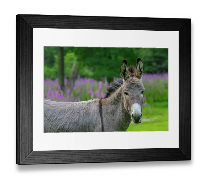 Framed Print : Miniature donkey portrait in meadow with flowers in spring, Germany. June. Mediterranean donkey breed originally from Sardinia and Sicily Framed Print : Miniature donkey portrait in meadow with flowers in spring, Germany. June. Mediterranean donkey breed originally from Sardinia and Sicily