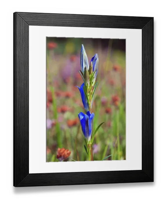 Framed Print : Marsh gentian (Gentiana pneumonanthe) in flower, Ashdown Forest, Sussex, England, UK. August Framed Print : Marsh gentian (Gentiana pneumonanthe) in flower, Ashdown Forest, Sussex, England, UK. August