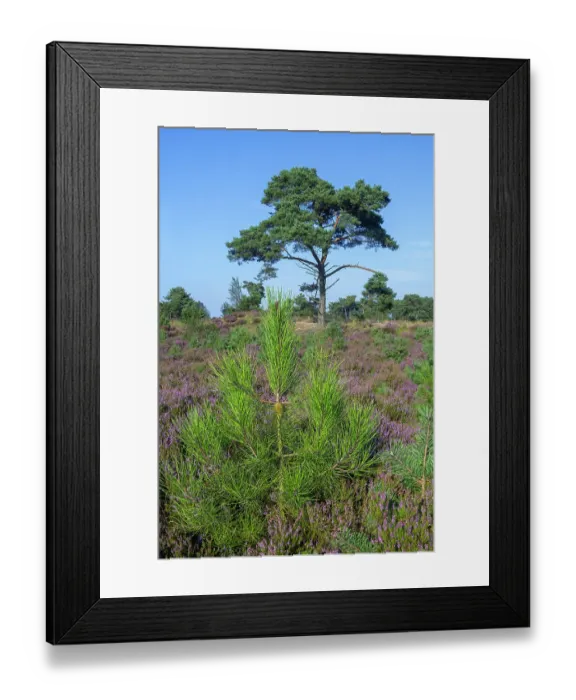 Framed Print : New shoot of Maritime pine tree (Pinus pinaster) in moorland with blooming Heather (Calluna vulgaris) in summer, Kalmthout Heath, Belgium. August Framed Print : New shoot of Maritime pine tree (Pinus pinaster) in moorland with blooming Heather (Calluna vulgaris) in summer, Kalmthout Heath, Belgium. August