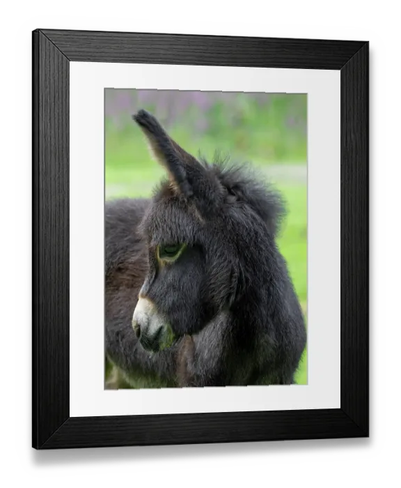 Framed Print : Miniature donkey foal, portrait, Germany. June. Mediterranean donkey breed originally from Sardinia and Sicily Framed Print : Miniature donkey foal, portrait, Germany. June. Mediterranean donkey breed originally from Sardinia and Sicily