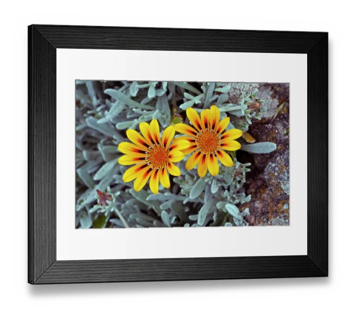 Framed Print : Treasureflower (Gazania rigens) in flower on stone wall, naturalised, St Mary's, Isles of Scilly, UK. May Framed Print : Treasureflower (Gazania rigens) in flower on stone wall, naturalised, St Mary's, Isles of Scilly, UK. May