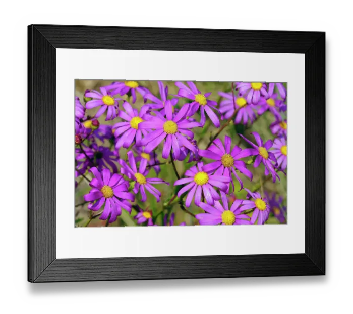 Framed Print : Woad-leaved ragwort (Senecio glastifolius) in flower, Tresco, Isles of Scilly, UK. May Framed Print : Woad-leaved ragwort (Senecio glastifolius) in flower, Tresco, Isles of Scilly, UK. May