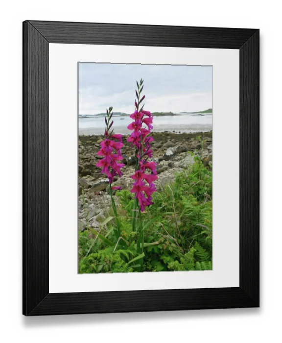 Framed Print : Eastern gladiolus (Gladiolus communisbyzantinus) in flower, naturalised, Bryher, Isles of Scilly, UK. May