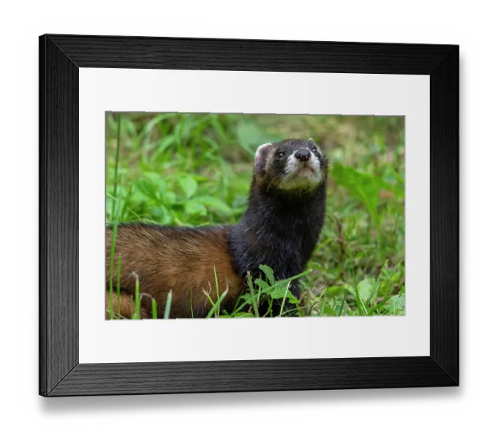 Framed Print : European polecat (Mustela putorius) portrait, Germany. June. Captive Framed Print : European polecat (Mustela putorius) portrait, Germany. June. Captive
