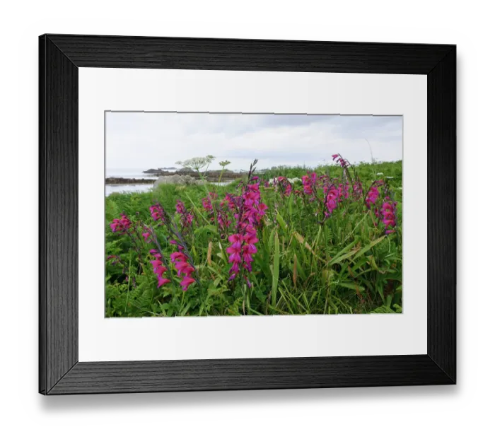 Framed Print : Eastern gladiolus (Gladiolus communis byzantinus) in flower, naturalised, Bryher, Isles of Scilly, UK. May Framed Print : Eastern gladiolus (Gladiolus communis byzantinus) in flower, naturalised, Bryher, Isles of Scilly, UK. May