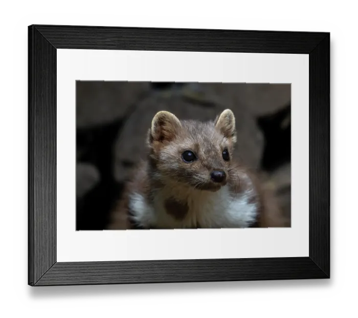 Framed Print : Beech marten (Martes foina) resting in wood pile, Germany. June. Captive Framed Print : Beech marten (Martes foina) resting in wood pile, Germany. June. Captive