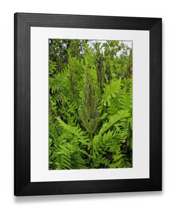 Framed Print : Royal fern (Osmunda regalis), St Mary's, Isles of Scilly, UK. May Framed Print : Royal fern (Osmunda regalis), St Mary's, Isles of Scilly, UK. May