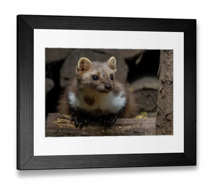 Framed Print : Beech marten (Martes foina) resting in wood pile, Germany. June. Captive Framed Print : Beech marten (Martes foina) resting in wood pile, Germany. June. Captive