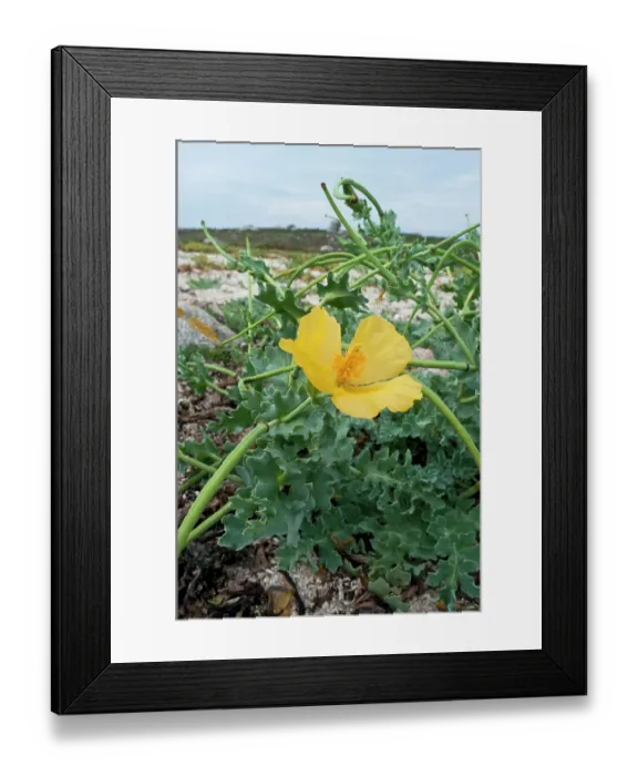 Framed Print : Yellow horned-poppy (Glaucium flavum) flower and seed pods on beach, St Agnes, Isles of Scilly, UK. September Framed Print : Yellow horned-poppy (Glaucium flavum) flower and seed pods on beach, St Agnes, Isles of Scilly, UK. September