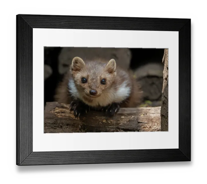 Framed Print : Beech marten (Martes foina) resting in wood pile, Germany. June. Captive Framed Print : Beech marten (Martes foina) resting in wood pile, Germany. June. Captive