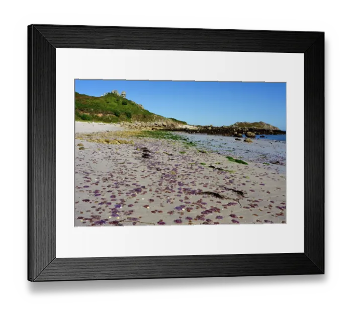 Framed Print : Mauve stinger jellyfish (Pelagia noctiluca) stranded on beach, St Martin's, Isles of Scilly, UK. September Framed Print : Mauve stinger jellyfish (Pelagia noctiluca) stranded on beach, St Martin's, Isles of Scilly, UK. September