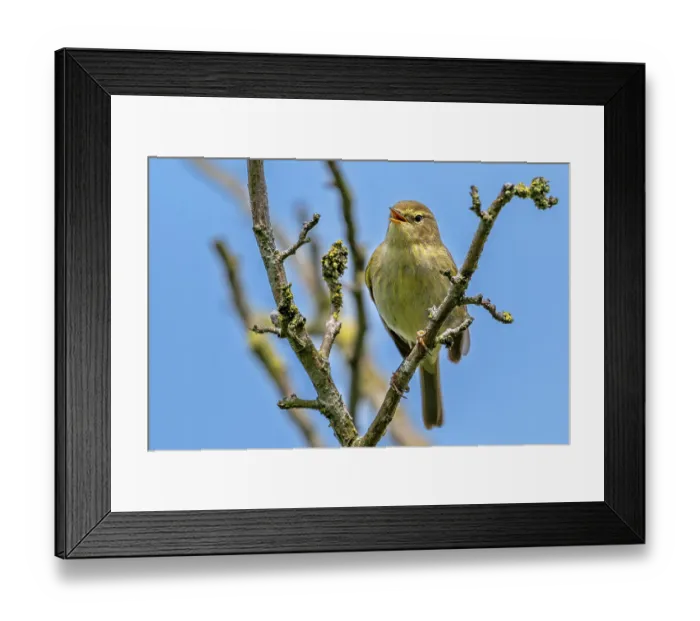 Framed Print : Common chiffchaff (Phylloscopus collybita) perched on branch singing, Zeeland, Netherlands. June Framed Print : Common chiffchaff (Phylloscopus collybita) perched on branch singing, Zeeland, Netherlands. June