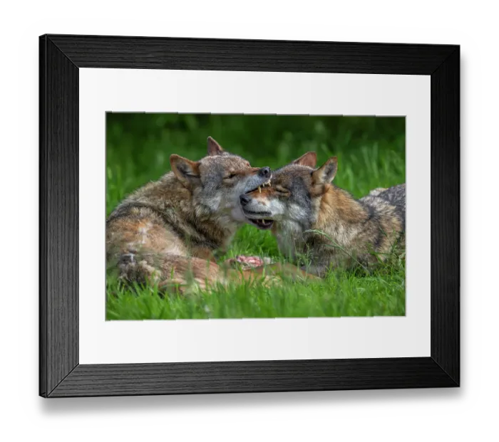 Framed Print : Two Eurasian wolves (Canis lupus lupus) showing muzzle grab behaviour. Dominant grey wolf grabbing subordinate pack member by the snout to confirm relationship, Germany. June Framed Print : Two Eurasian wolves (Canis lupus lupus) showing muzzle grab behaviour. Dominant grey wolf grabbing subordinate pack member by the snout to confirm relationship, Germany. June
