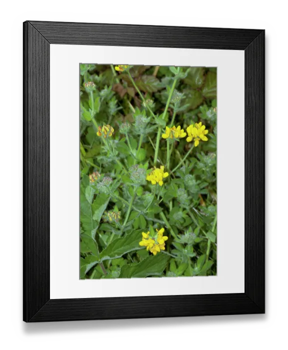 Framed Print : Greater bird's-foot-trefoil (Lotus pedunculatus) in flower, Bryher, Isles of Scilly, UK. May Framed Print : Greater bird's-foot-trefoil (Lotus pedunculatus) in flower, Bryher, Isles of Scilly, UK. May